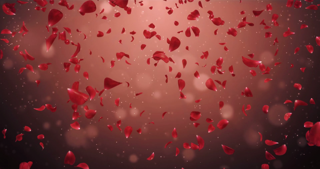 flying-romantic-dark-red-rose-flower-petals-falling-background-loop-4k_bugkcglulx_thumbnail-full01-1024x540.png